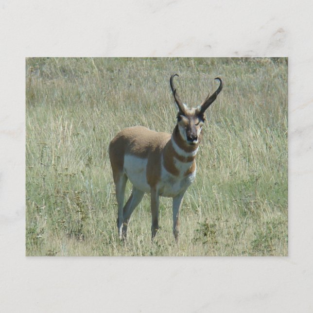 A13 Pronghorn Antelope Buck Postcard (Front)