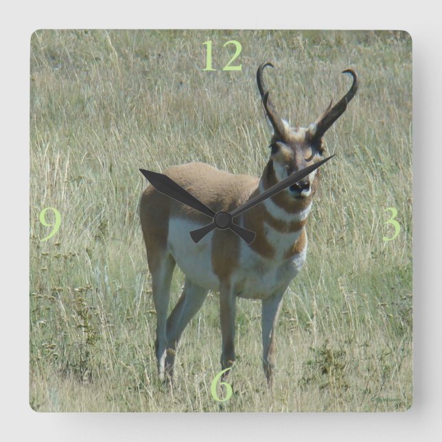 A13 Pronghorn Antelope Buck Square Wall Clock (Front)