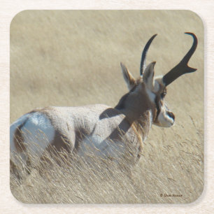 A14 Pronghorn Antelope Sunshine Buck Square Paper Coaster