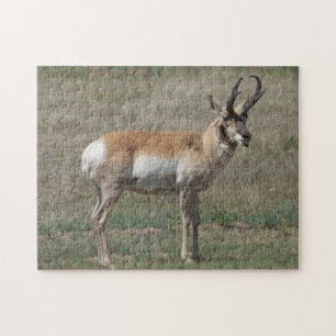 A15 Pronghorn Antelope Rude Buck Jigsaw Puzzle