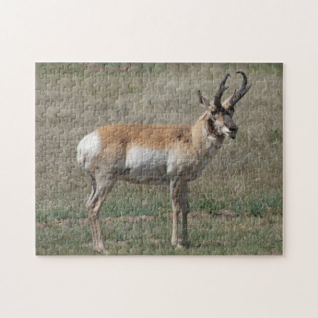 A15 Pronghorn Antelope Rude Buck Jigsaw Puzzle (Horizontal)