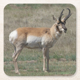 A15 Pronghorn Antelope Rude Buck Square Paper Coaster
