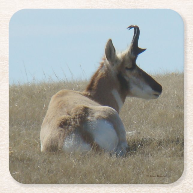 A16 Pronghorn Antelope Napping Buck Square Paper Coaster (Front)