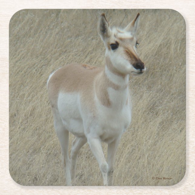  A17 Pronghorn Antelope Square Paper Coaster (Front)