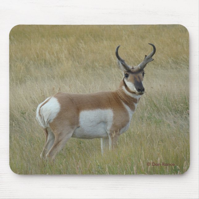 A1 Pronghorn Antelope Big Buck Mouse Mat (Front)