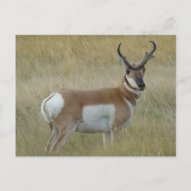 A1 Pronghorn Antelope Big Buck Postcard (Front)