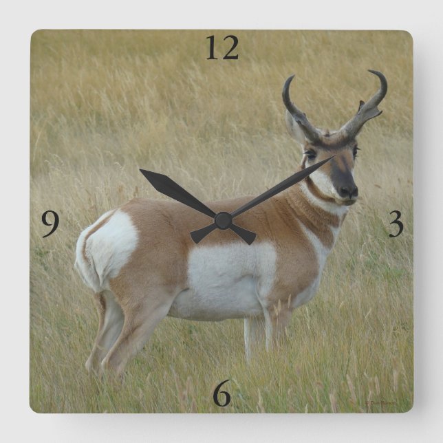 A1 Pronghorn Antelope Big Buck Square Wall Clock (Front)