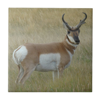 A1 Pronghorn Antelope Big Buck Tile