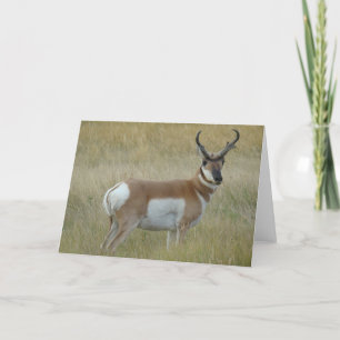 A1 Pronghorn Antelope Buck Card