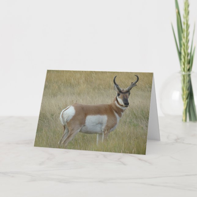 A1 Pronghorn Antelope Buck Card (Front)