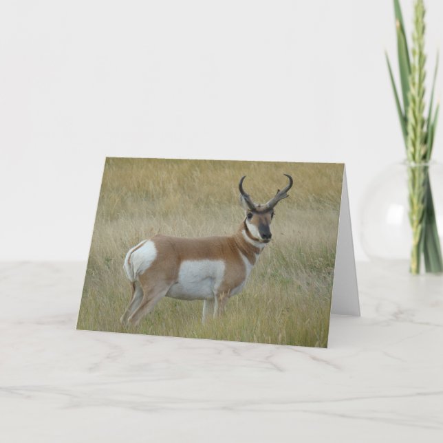 A1 Pronghorn Antelope Buck Card (Front)