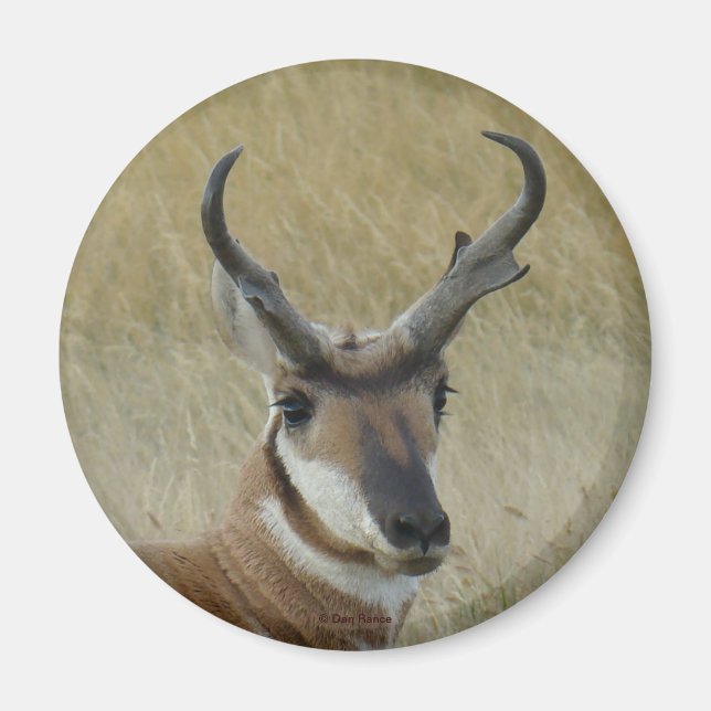 A21 Pronghorn Antelope Buck Head Shot Magnet (Front)