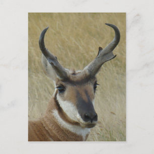 A21 Pronghorn Antelope Head Shot Postcard