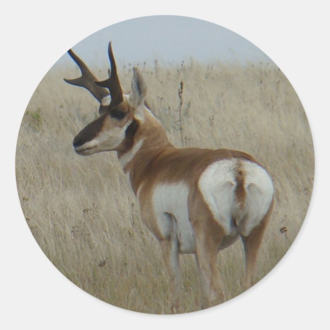 A22 Pronghorn Antelope Buck Classic Round Sticker (Front)