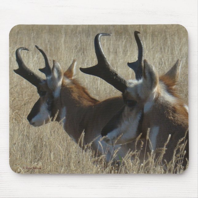 A23 Pronghorn Antelope Young Bucks Head Shot Mouse Mat (Front)