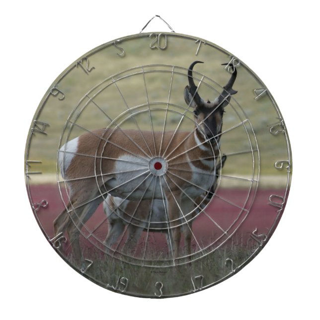 A24 Pronghorn Antelope Buck Dartboard (Front)