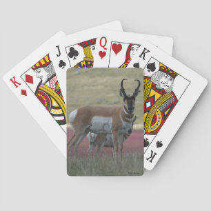 A24 Pronghorn Antelope Buck Playing Cards