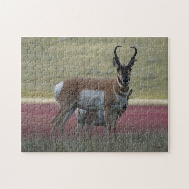 A24 Pronghorn Antelope Jigsaw Puzzle (Horizontal)