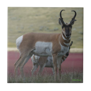 A24 Pronghorn Antelope Tile