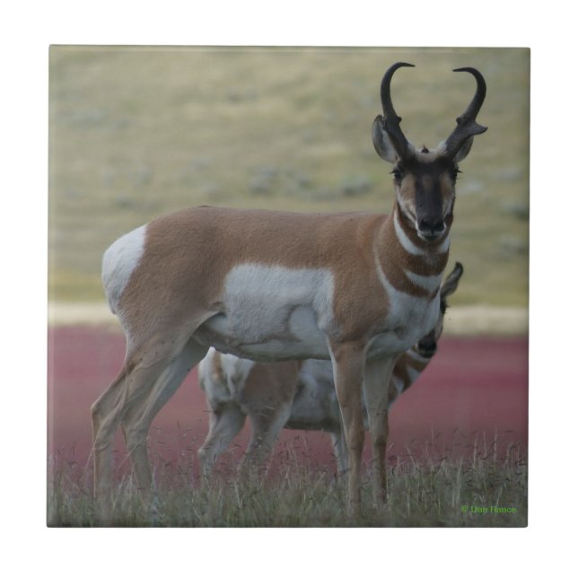 A24 Pronghorn Antelope Tile (Front)