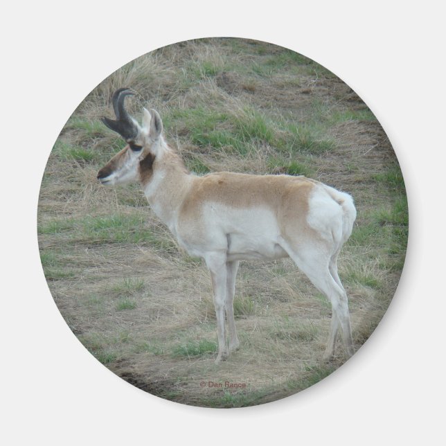 A26 Pronghorn Antelope Magnet (Front)