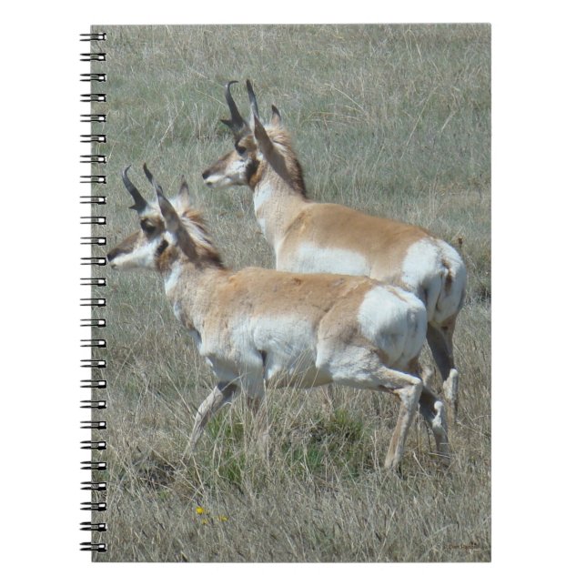 A27 Pronghorn Antelope Youhg Bucks Notebook (Front)