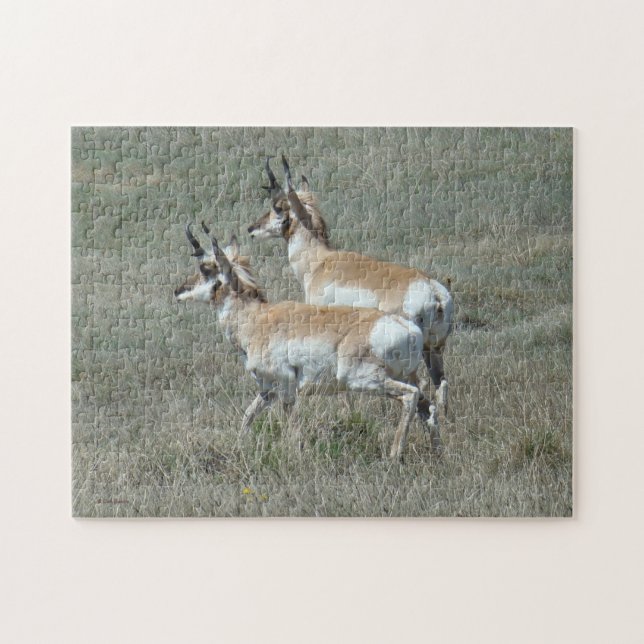 A27 Pronghorn Antelope Young Bucks Jigsaw Puzzle (Horizontal)