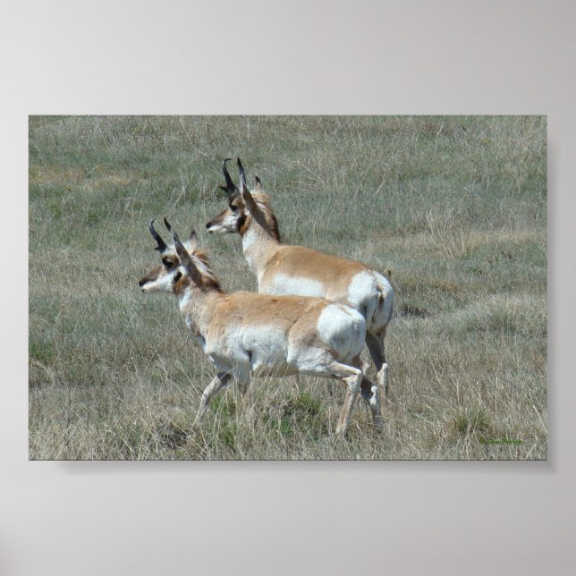 A27 Pronghorn Antelope Young Bucks Poster (Front)