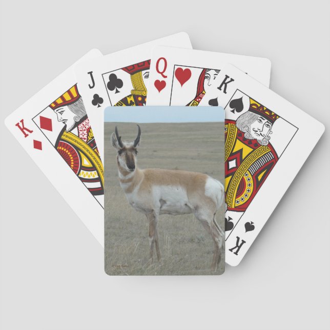 A28 Pronghorn Antelope Young Buck Playing Cards (Back)