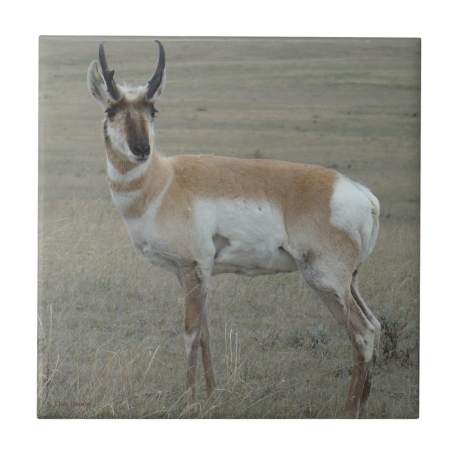 A28 Pronghorn Antelope Young Buck Tile (Front)