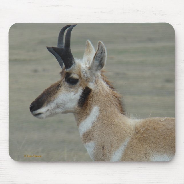 A29 Pronghorn Antelope Young Buck Head Profile Mouse Mat (Front)