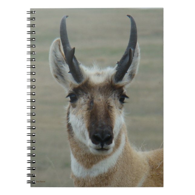 A30 Pronghorn Antelope Young Buck Head Shot Notebook (Front)