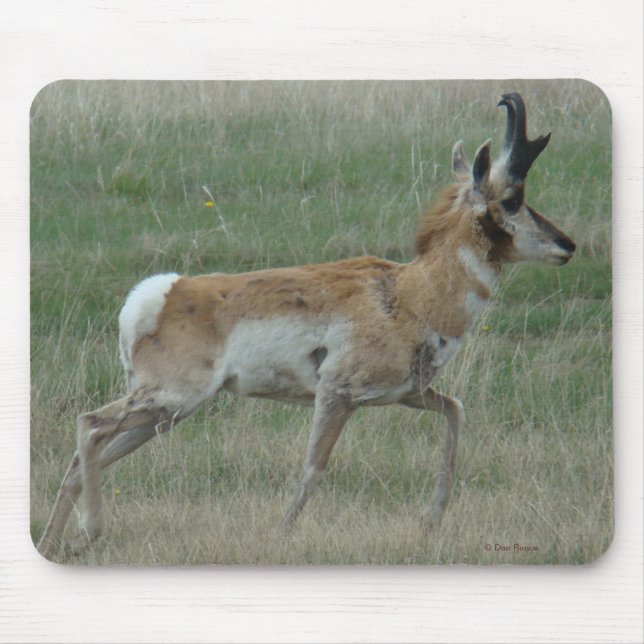 A32 Pronghorn Antelope Buck Mouse Mat (Front)