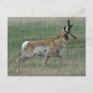 A32 Pronghorn Antelope Buck Postcard