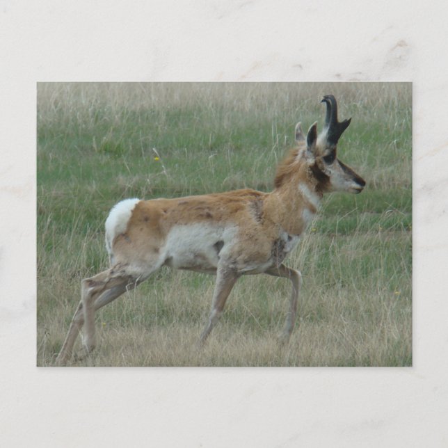 A32 Pronghorn Antelope Buck Postcard (Front)