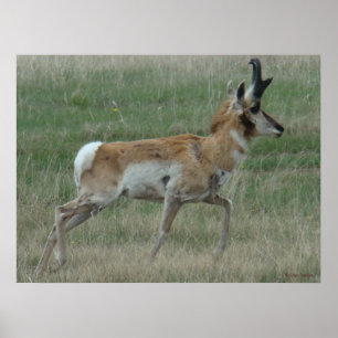 A32 Pronghorn Antelope Buck Poster
