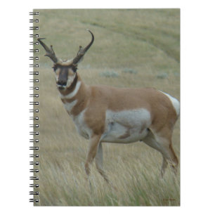 A33 Pronghorn Antelope Buck Crooked Horns Notebook