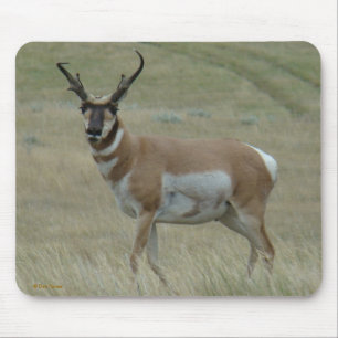 A33 Pronghorn Antelope Crooked Horns Buck Mouse Mat