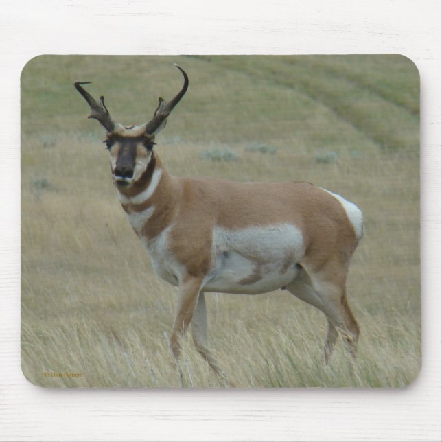 A33 Pronghorn Antelope Crooked Horns Buck Mouse Mat (Front)