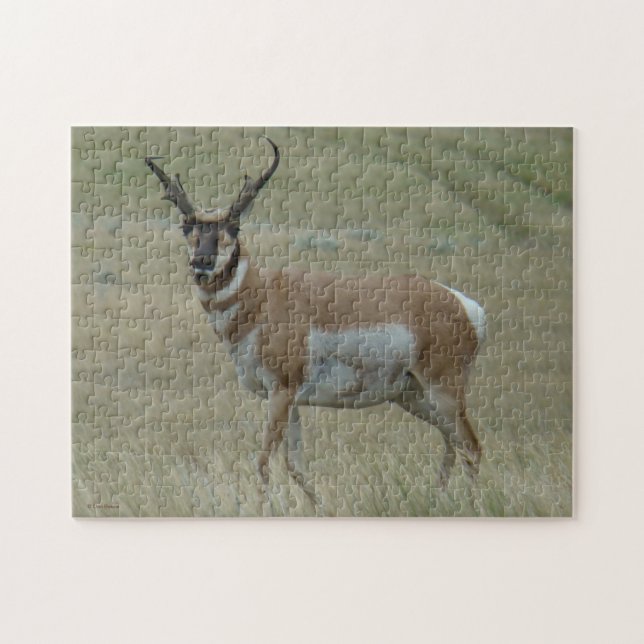 A33 Pronghorn Antelope Crooked Horns Jigsaw Puzzle (Horizontal)