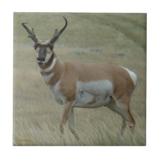 A33 Pronghorn Antelope Crooked Horns Tile