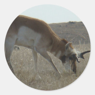 A34 Pronghorn Antelope Buck Crooked Horns Classic Round Sticker
