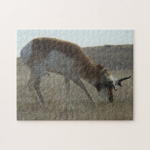 A34 Pronghorn Antelope Buck Crooked Horns Jigsaw Puzzle