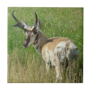 A35 Pronghorn Antelope Buck Tile