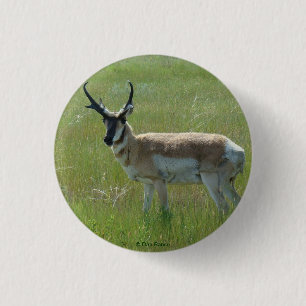 A36 Pronghorn Antelope Buck 3 Cm Round Badge