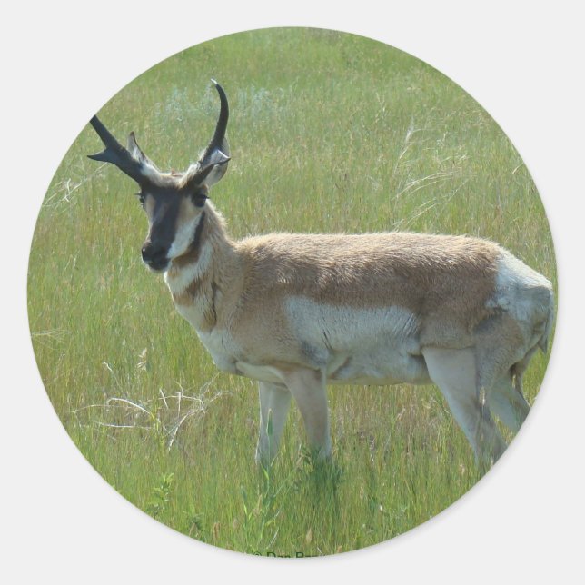 A36 Pronghorn Antelope Buck Classic Round Sticker (Front)