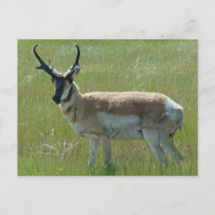 A36 Pronghorn Antelope Buck Postcard