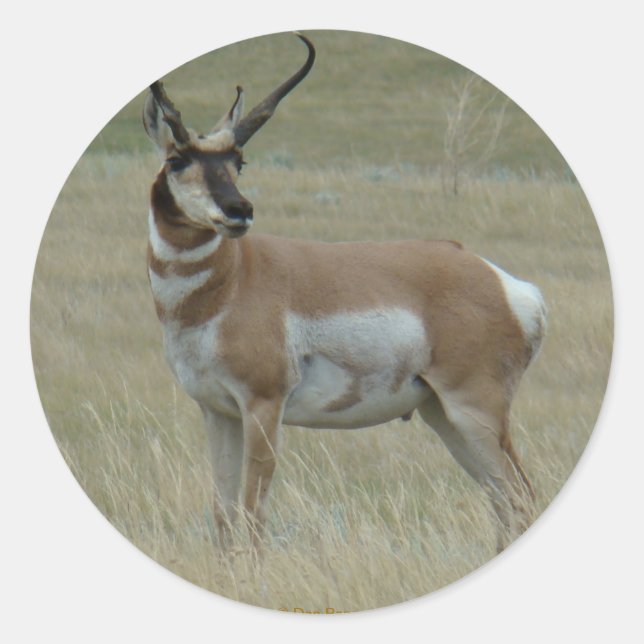 A37 Pronghorn Antelope Crooked Horns Classic Round Sticker (Front)
