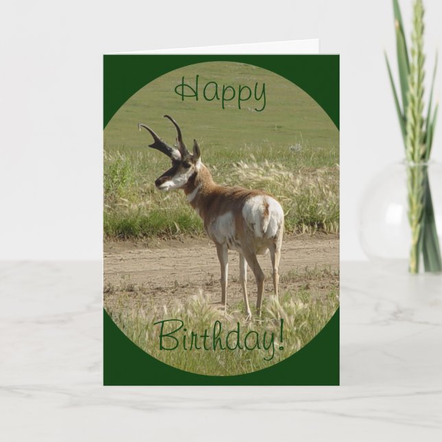 A39 Pronghorn Antelope Buck Card (Front)