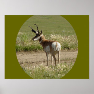 A39 Pronghorn Antelope Buck Poster